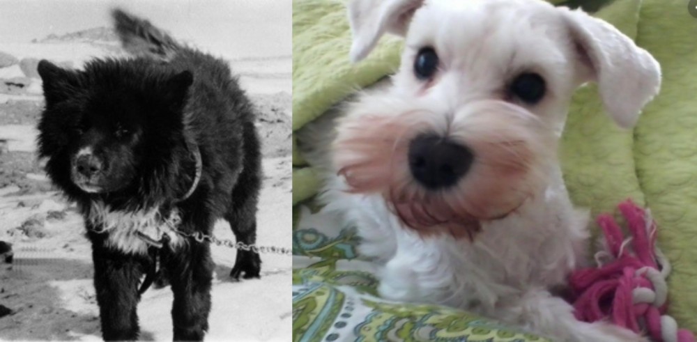 White Schnauzer vs Sakhalin Husky - Breed Comparison