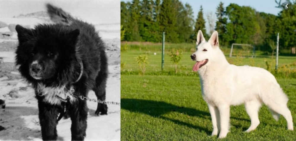 White Shepherd vs Sakhalin Husky - Breed Comparison