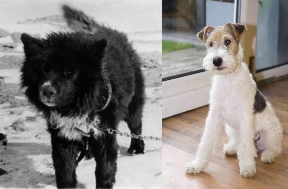 Wire Fox Terrier vs Sakhalin Husky - Breed Comparison
