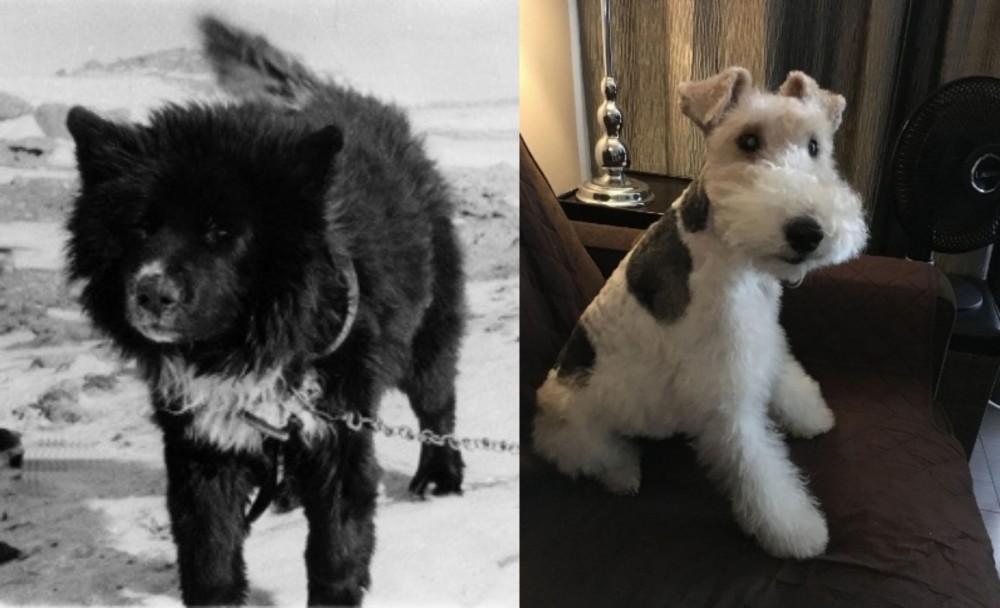 Wire Haired Fox Terrier vs Sakhalin Husky - Breed Comparison