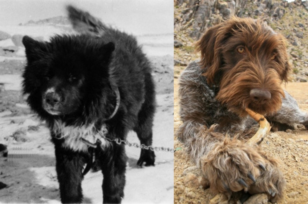 Wirehaired Pointing Griffon vs Sakhalin Husky - Breed Comparison