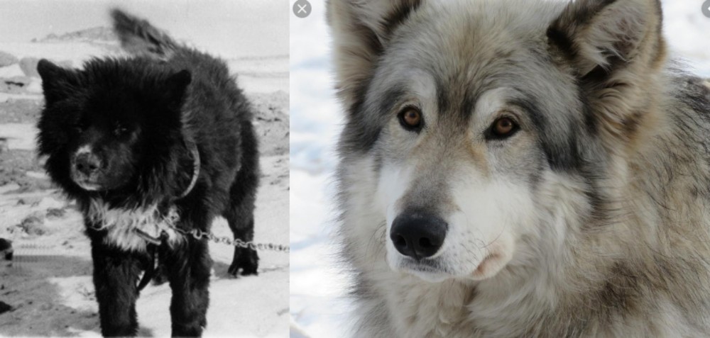 Wolfdog vs Sakhalin Husky - Breed Comparison