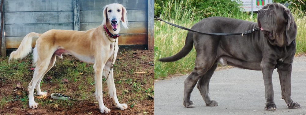 Neapolitan Mastiff vs Saluki - Breed Comparison