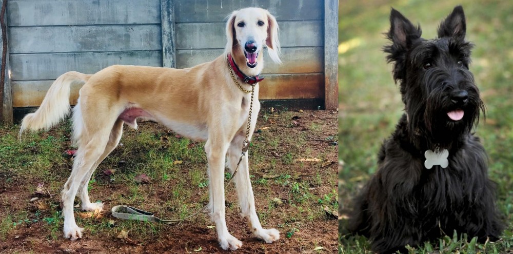 Scoland Terrier vs Saluki - Breed Comparison
