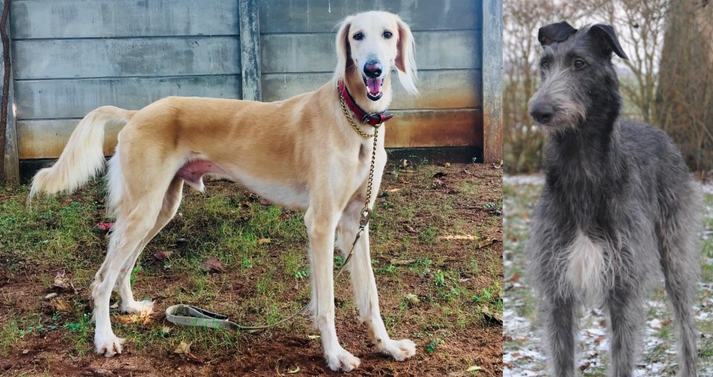Scottish Deerhound vs Saluki - Breed Comparison