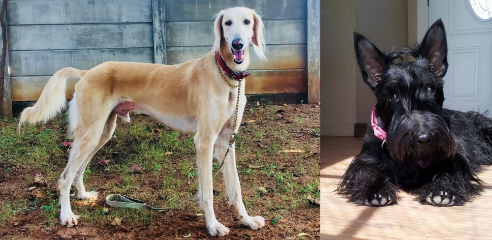 Scottish Terrier vs Saluki - Breed Comparison