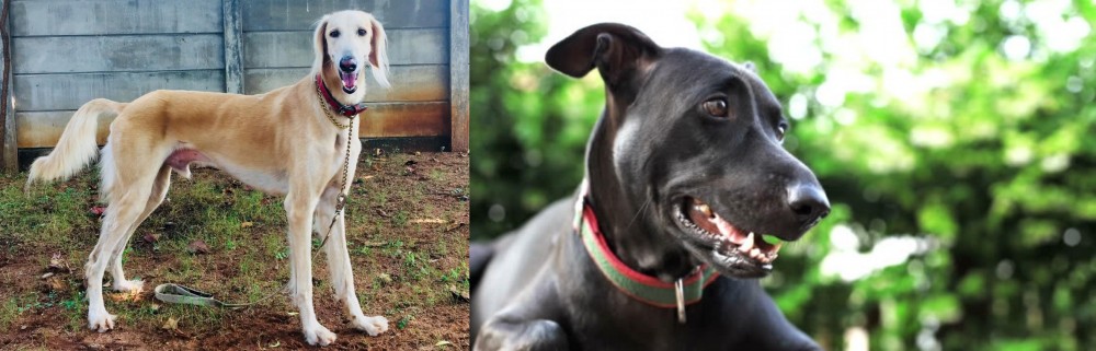 Shepard Labrador vs Saluki - Breed Comparison