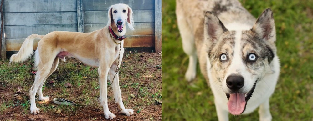 Shepherd Husky vs Saluki - Breed Comparison