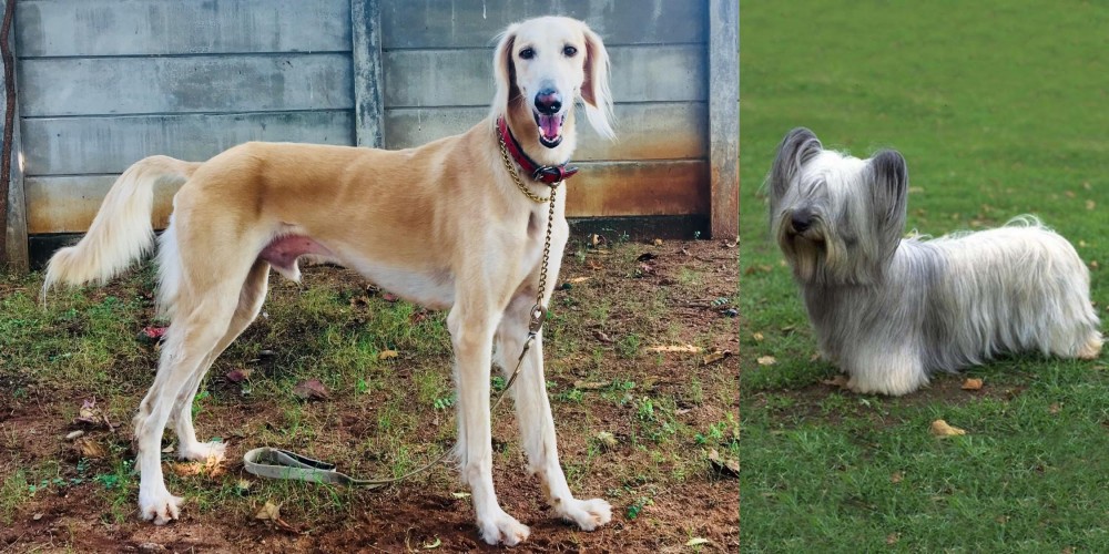 Skye Terrier vs Saluki - Breed Comparison