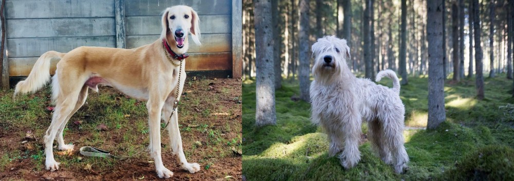 Soft-Coated Wheaten Terrier vs Saluki - Breed Comparison