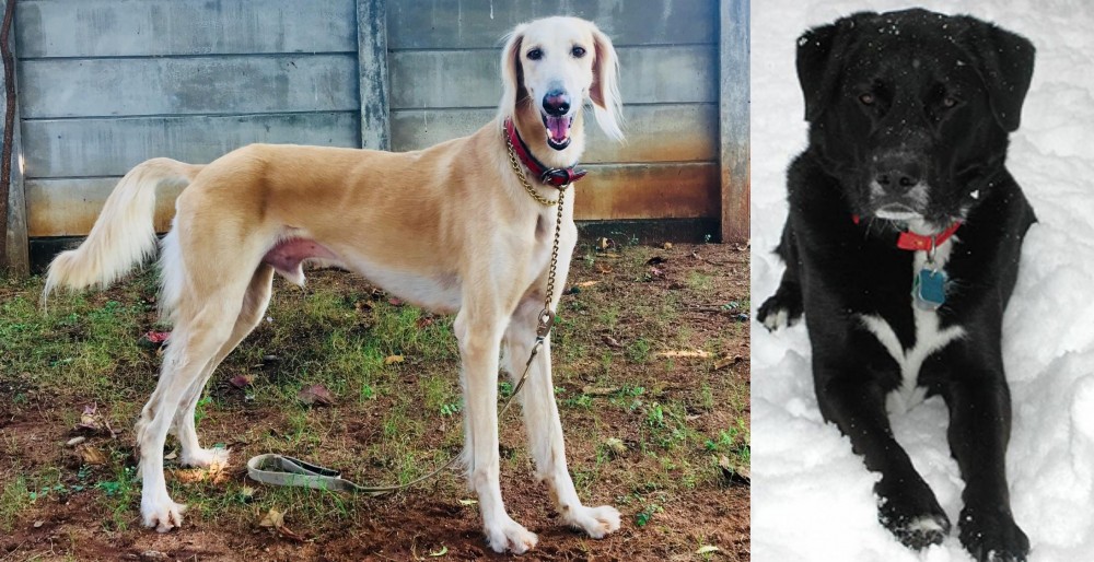 St. John's Water Dog vs Saluki - Breed Comparison