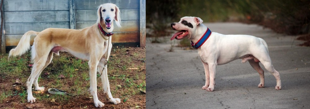 Staffordshire Bull Terrier vs Saluki - Breed Comparison