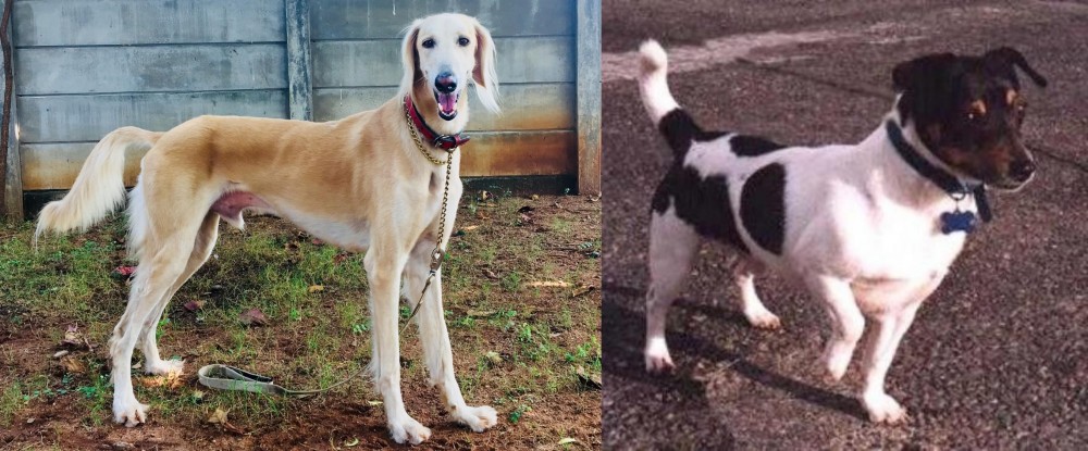 Teddy Roosevelt Terrier vs Saluki - Breed Comparison