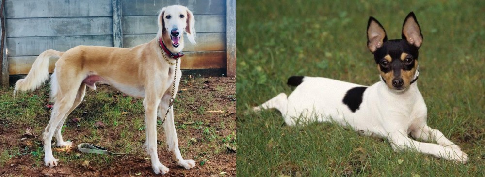 Toy Fox Terrier vs Saluki - Breed Comparison