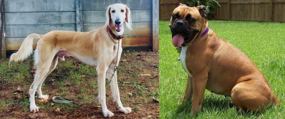 Valley Bulldog vs Saluki - Breed Comparison