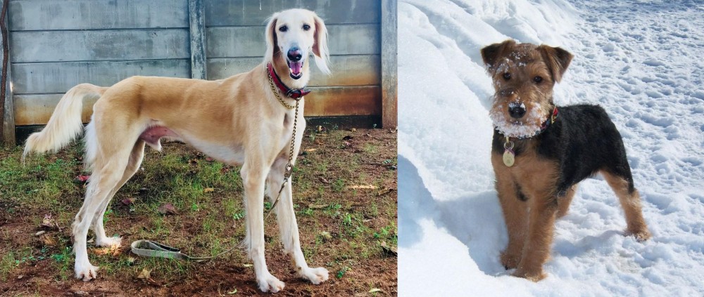 Welsh Terrier vs Saluki - Breed Comparison