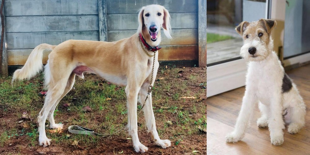 Wire Fox Terrier vs Saluki - Breed Comparison