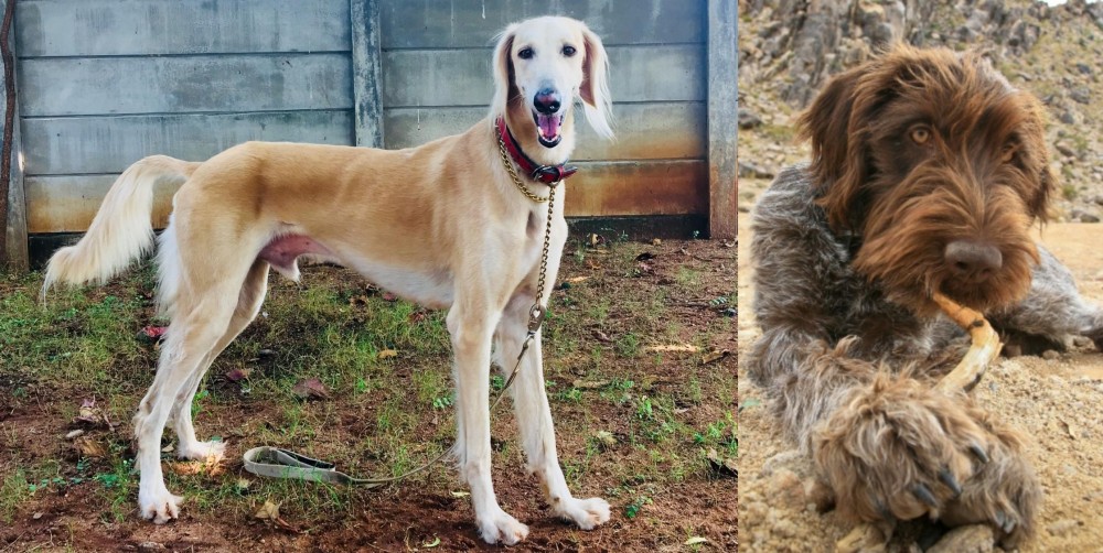 Wirehaired Pointing Griffon vs Saluki - Breed Comparison
