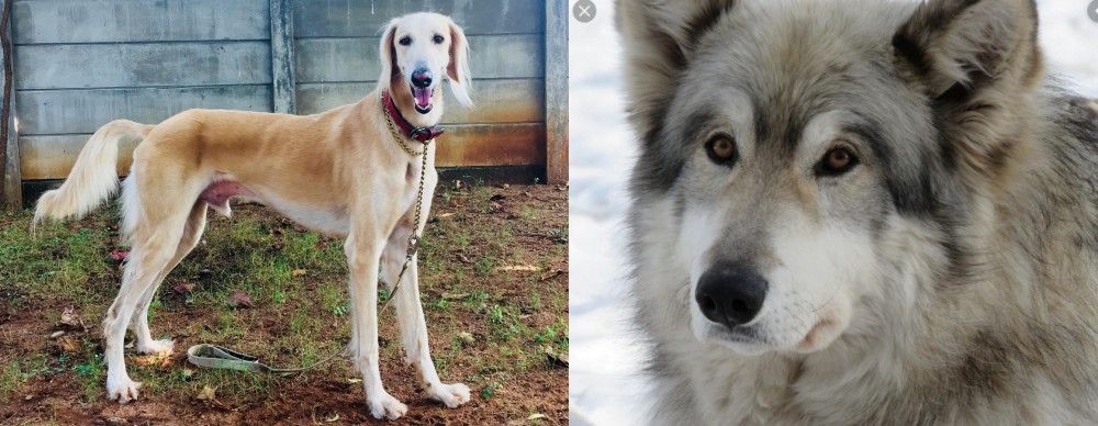 Wolfdog vs Saluki - Breed Comparison