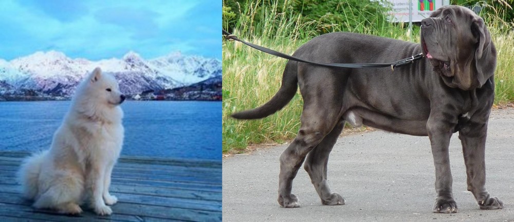 Neapolitan Mastiff vs Samoyed - Breed Comparison