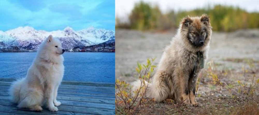 Nenets Herding Laika vs Samoyed - Breed Comparison