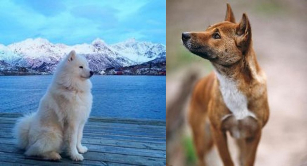 New Guinea Singing Dog vs Samoyed - Breed Comparison