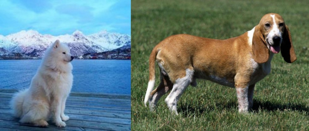 Schweizer Niederlaufhund vs Samoyed - Breed Comparison