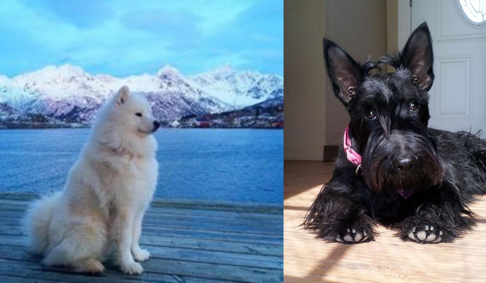 Scottish Terrier vs Samoyed - Breed Comparison