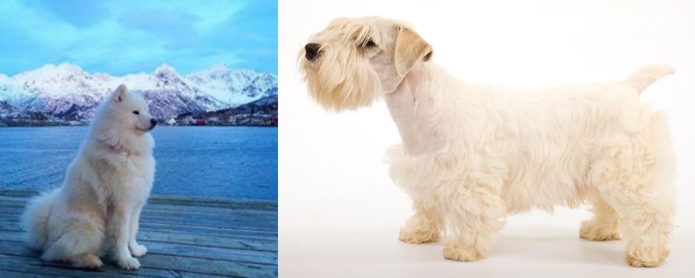 Sealyham Terrier vs Samoyed - Breed Comparison