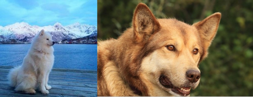 Seppala Siberian Sleddog vs Samoyed - Breed Comparison
