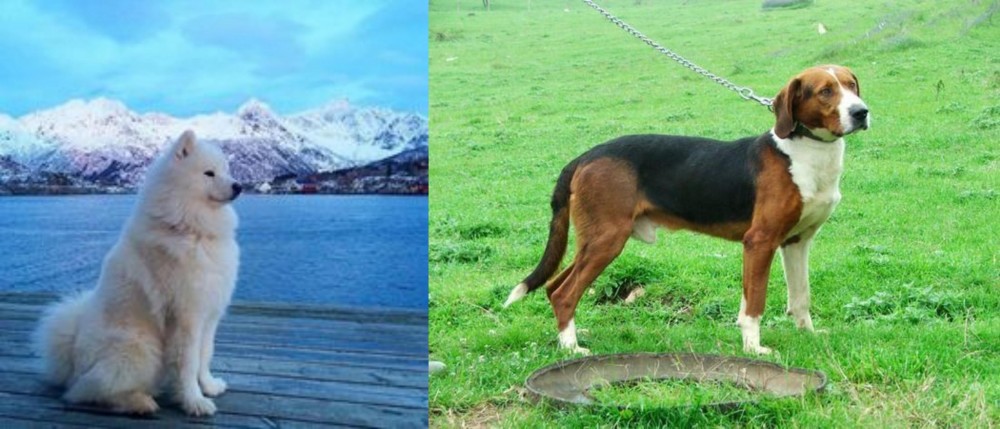 Serbian Tricolour Hound vs Samoyed - Breed Comparison