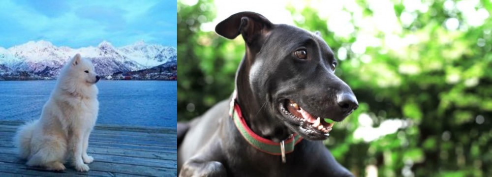 Shepard Labrador vs Samoyed - Breed Comparison
