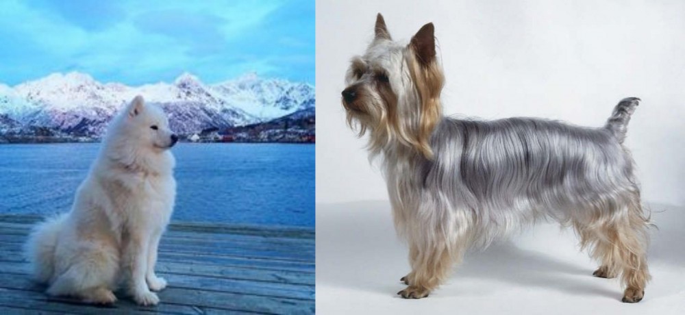 Silky Terrier vs Samoyed - Breed Comparison