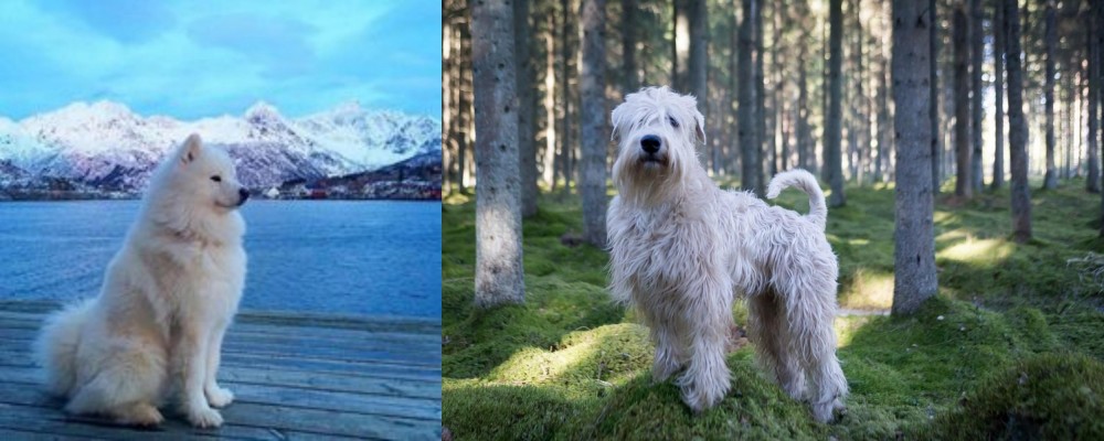 Soft-Coated Wheaten Terrier vs Samoyed - Breed Comparison