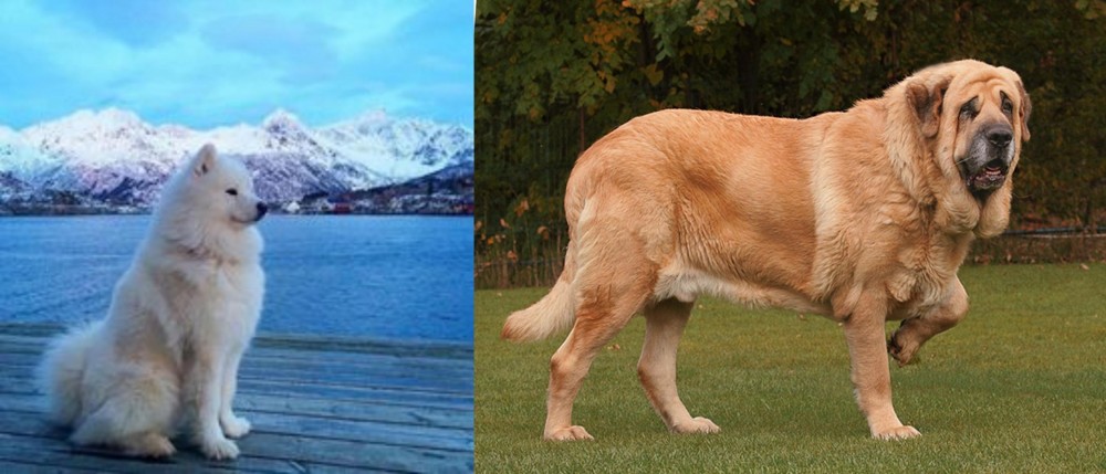 Spanish Mastiff vs Samoyed - Breed Comparison
