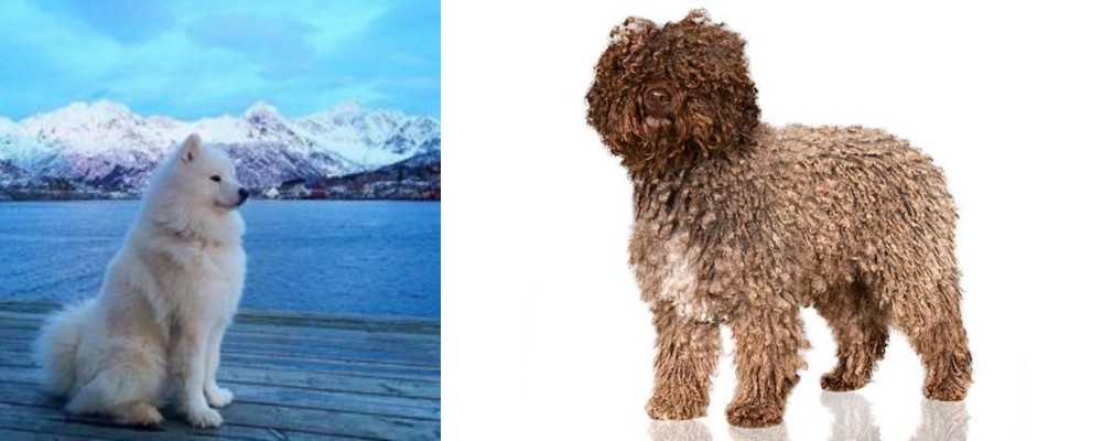 Spanish Water Dog vs Samoyed - Breed Comparison