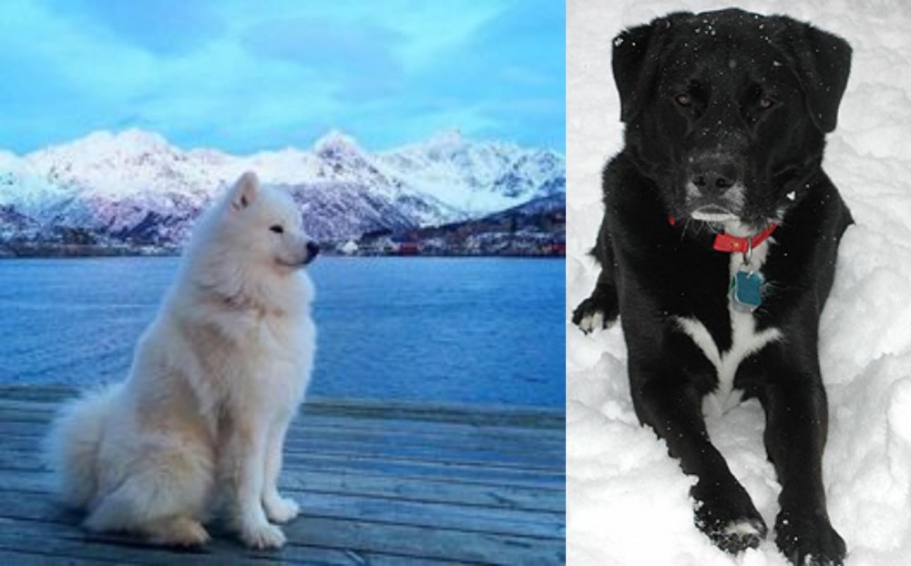 St. John's Water Dog vs Samoyed - Breed Comparison