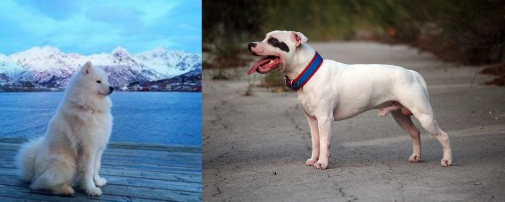 Staffordshire Bull Terrier vs Samoyed - Breed Comparison