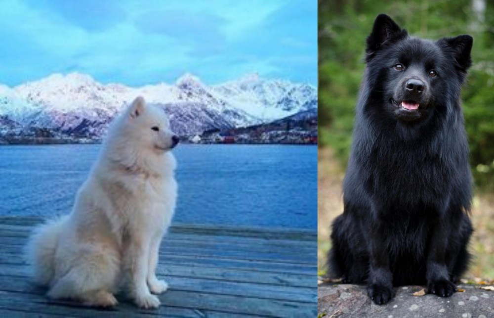 Swedish Lapphund vs Samoyed - Breed Comparison