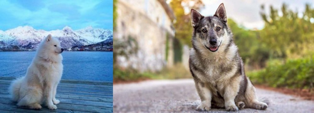 Swedish Vallhund vs Samoyed - Breed Comparison