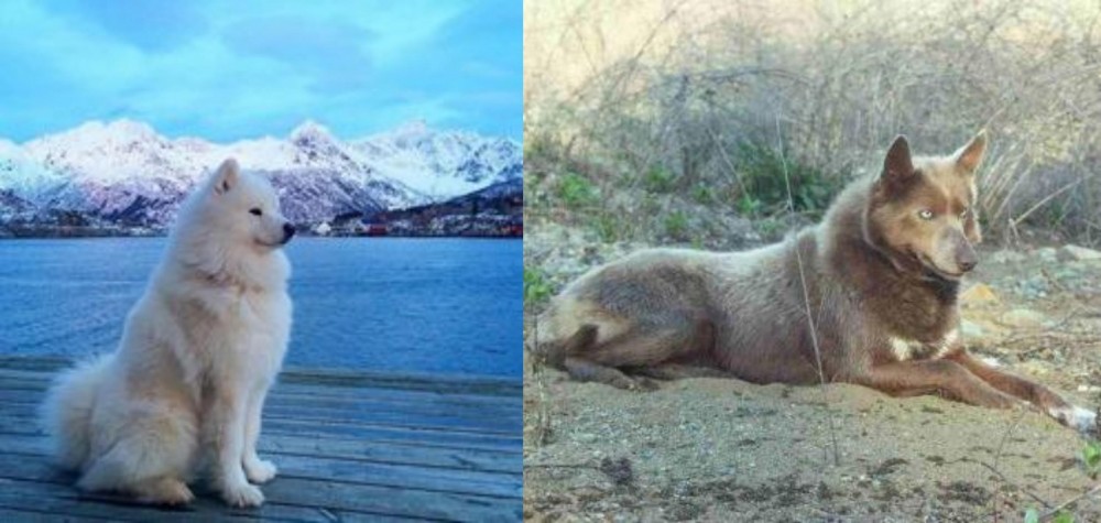 Tahltan Bear Dog vs Samoyed - Breed Comparison