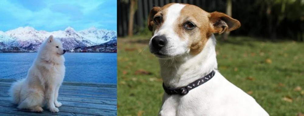 Tenterfield Terrier vs Samoyed - Breed Comparison