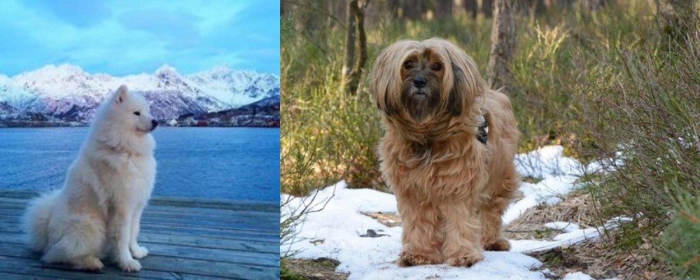 Tibetan Terrier vs Samoyed - Breed Comparison