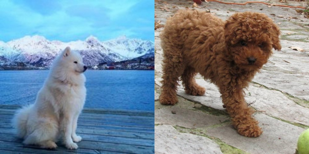 Toy Poodle vs Samoyed - Breed Comparison