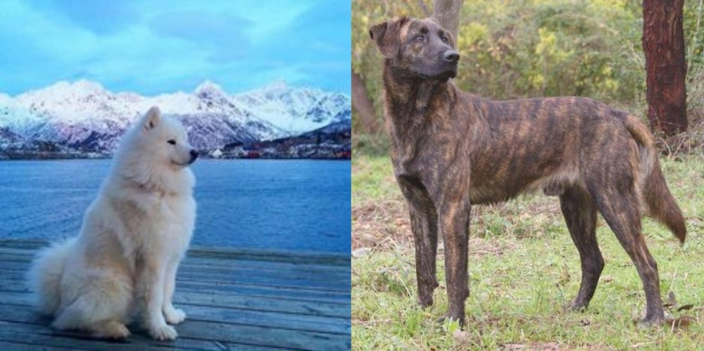 Treeing Tennessee Brindle vs Samoyed - Breed Comparison