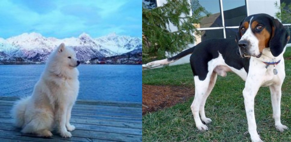 Treeing Walker Coonhound vs Samoyed - Breed Comparison