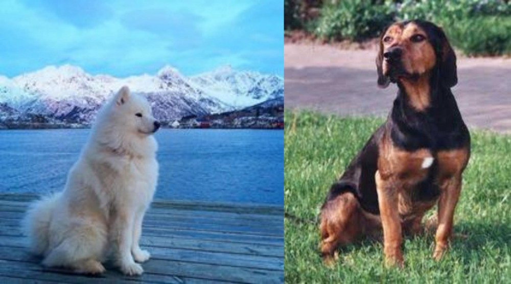 Tyrolean Hound vs Samoyed - Breed Comparison