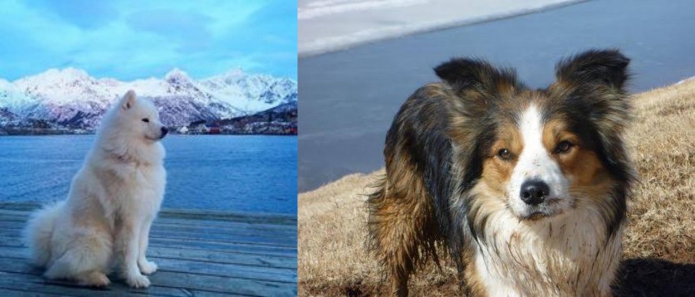Welsh Sheepdog vs Samoyed - Breed Comparison
