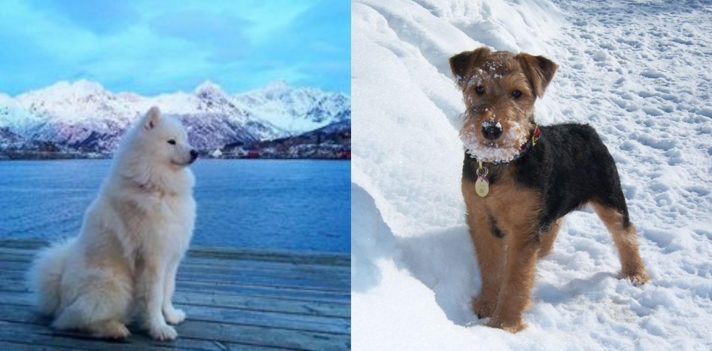 Welsh Terrier vs Samoyed - Breed Comparison