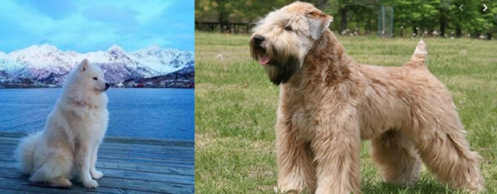 Wheaten Terrier vs Samoyed - Breed Comparison